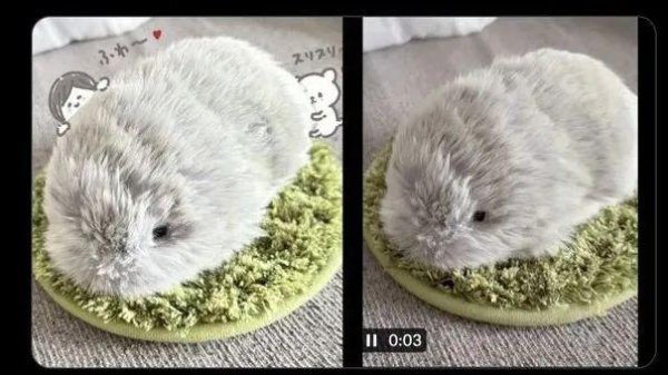 科云汇 AI宠物热潮快要来了