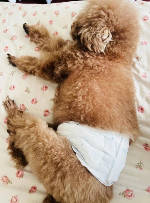财盛证券 没钱养老的年轻人，给老龄犬狂买尿不湿